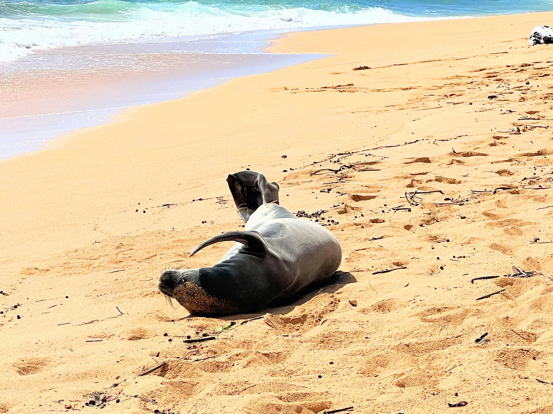 Monk Seal spotted near the Islander on the Beach