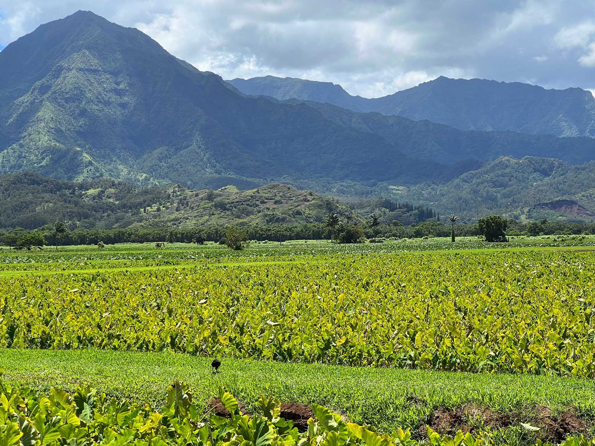 Taro Patch Hanalei