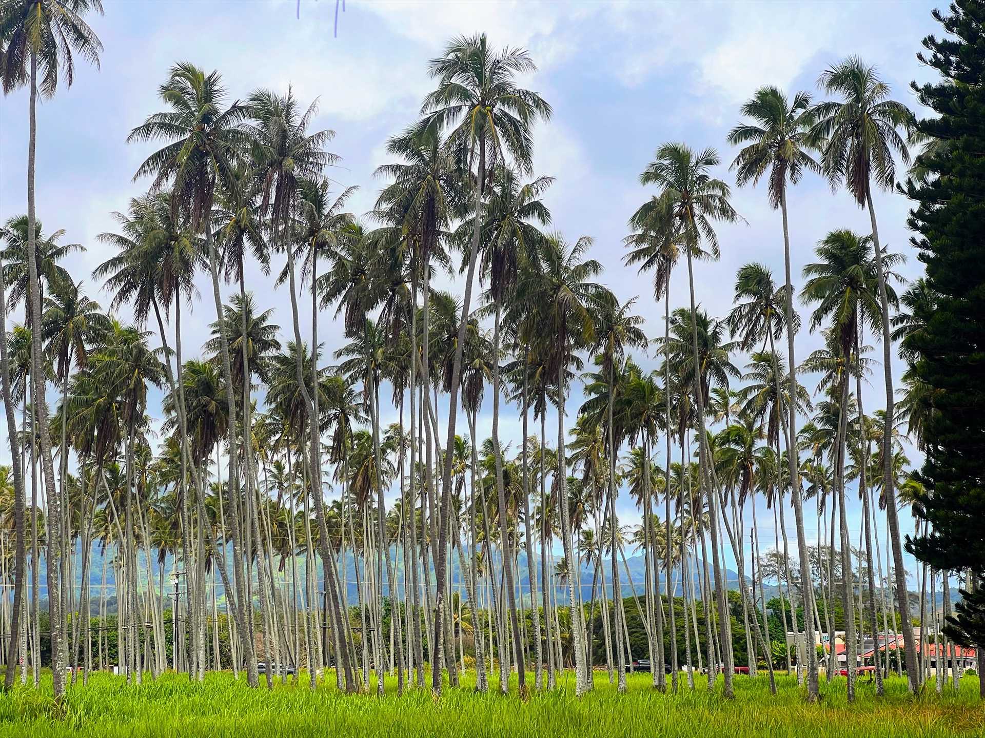 Coconut Grove Kapaa