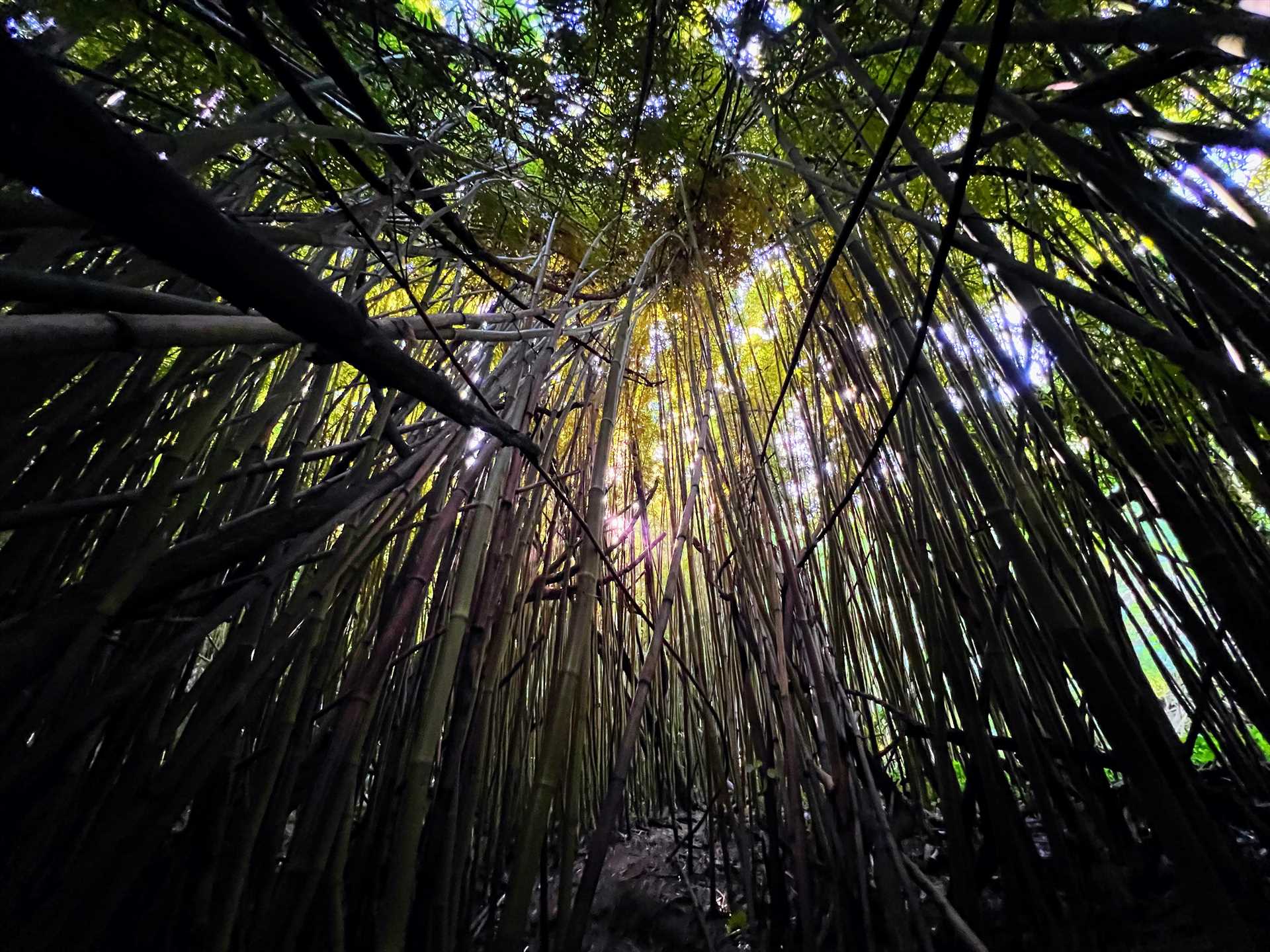 Bamboo Forest