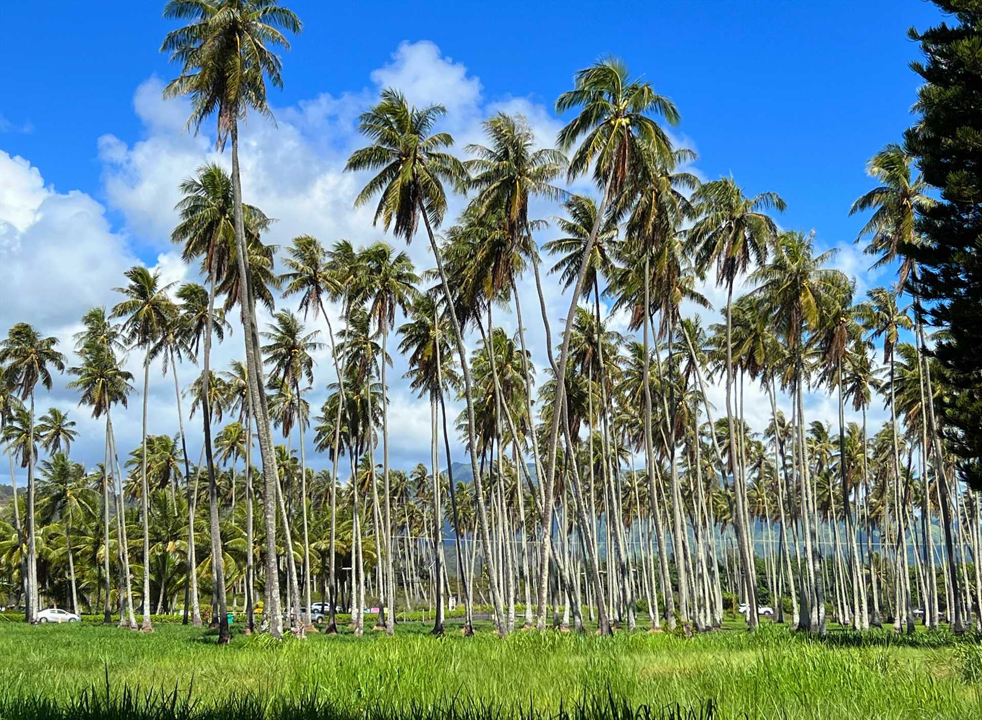 Coconut Grove Kapaa